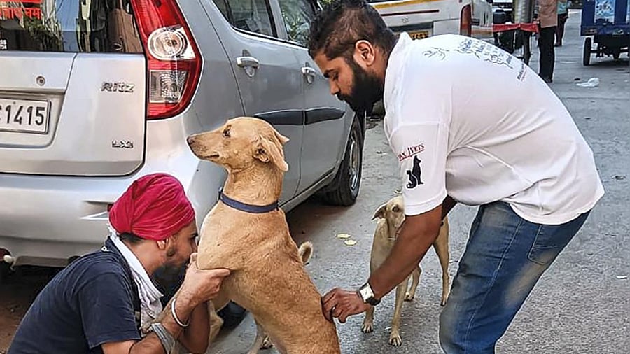 A street dog being vaccinated in NCR. Credit: PTI Photo