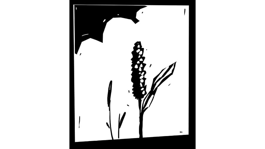 Credit: DH Illustration