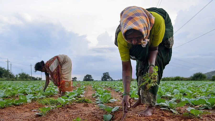 Farmers work in a cabbage field on the outskirts of Bangalore on October 10, 2022. Credit: AFP File Photo