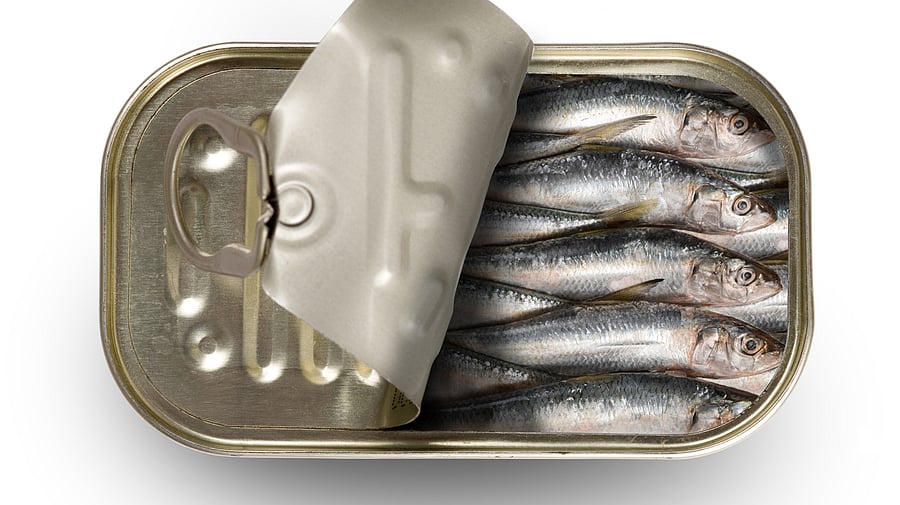 Sardines. Credit: iStock Photo