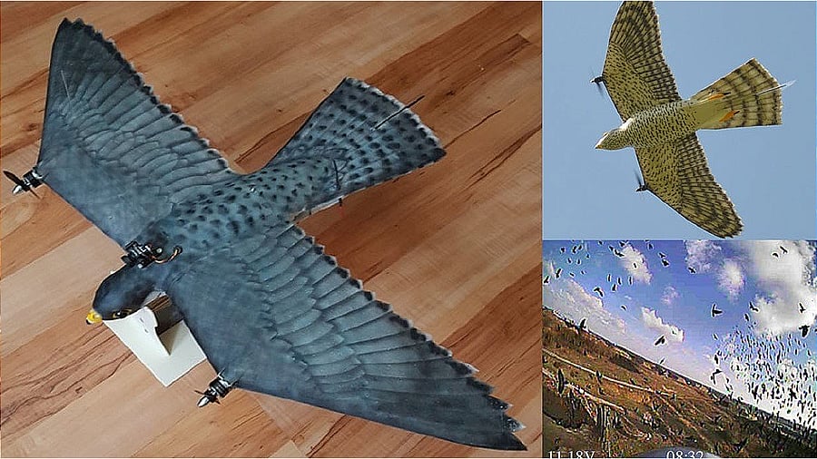 The RobotFalcon developed by the University of Groningen in the Netherlands. Credit: Twitter/AusSMC)