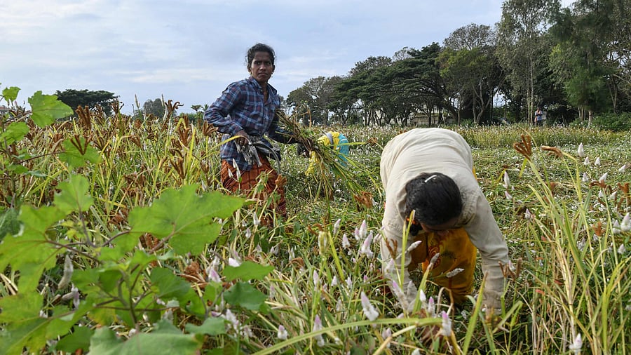 Experts believe govt's deflections are in line with policies adopted by successive governments that have failed to push zero-hunger goals. Credit: AFP Photo