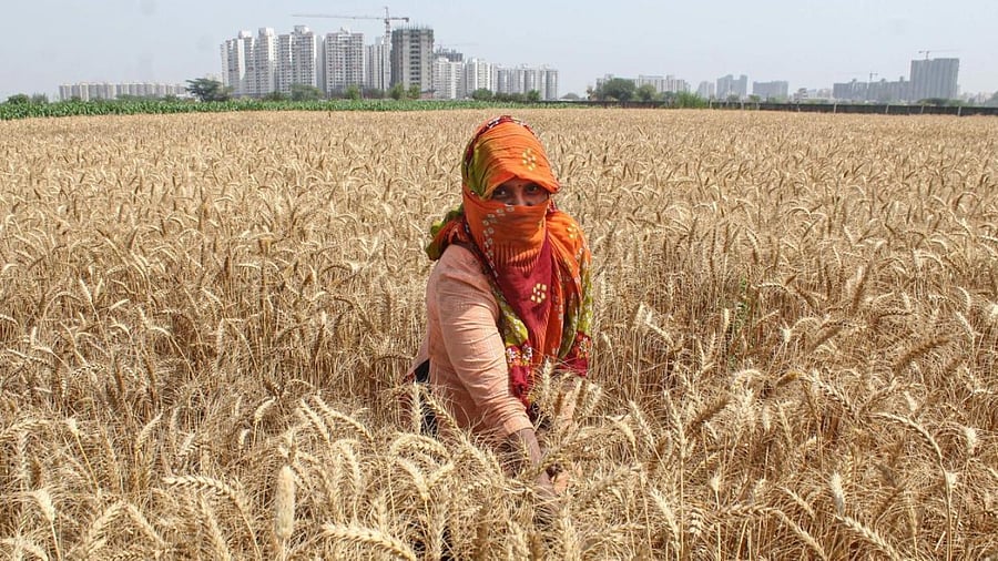 When Delhi chokes on smog during the harvest season, blame is directed at the farmers, ignoring the poor air quality throughout the year caused by tailpipe emissions. Credit: PTI Photo