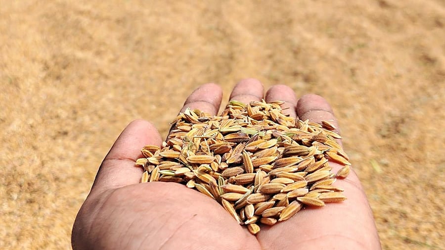 The Nagasampige rice harvested by farmer Pushparaj Ameen. Photos by Siddharth