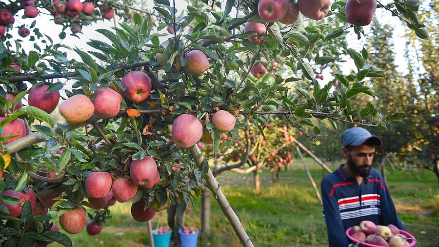 Kashmiri apples on a tree in an orchard during the harvesting season. Credit: PTI Photo