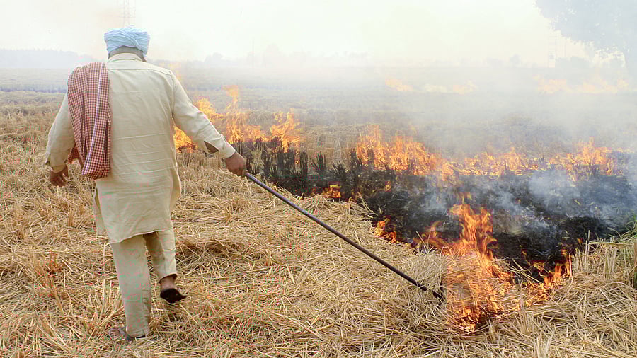 Punjab had on Wednesday reported 3,634 farm fires, the highest this season so far. Credit: PTI Photo