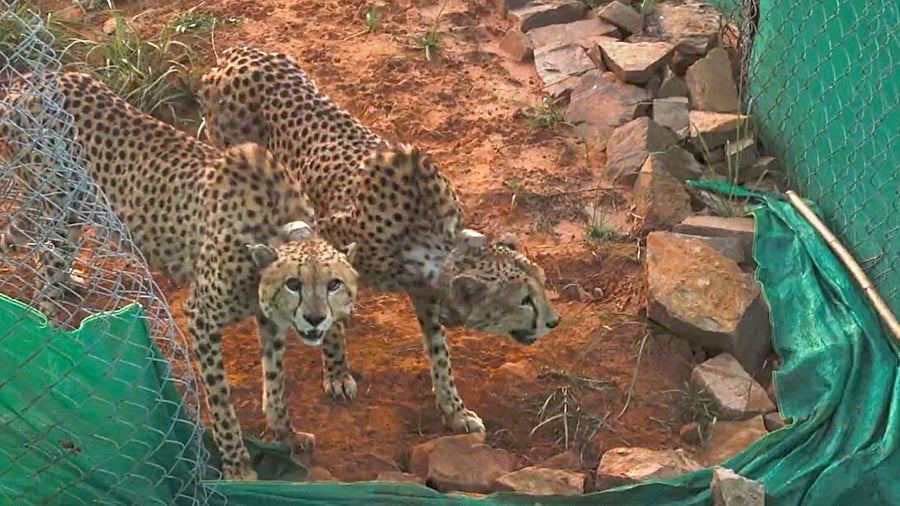 2 cheetahs being released to a bigger enclosure for further adaptation to the habitat after the mandatory quarantine, at Kuno National Park. Credit: PTI Photo
