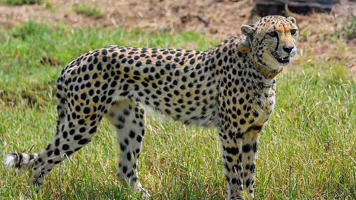 Cheetah. Credit: PTI Photo