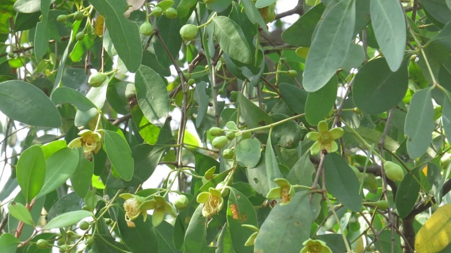 The common species recorded during the surveys were Avicennia marina, Aegiceras corniculatum and Sonneratia apetala. Credit: Special arrangement