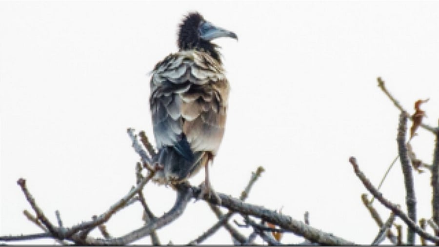 Egyptian vulture. Credit: Anand Damle 