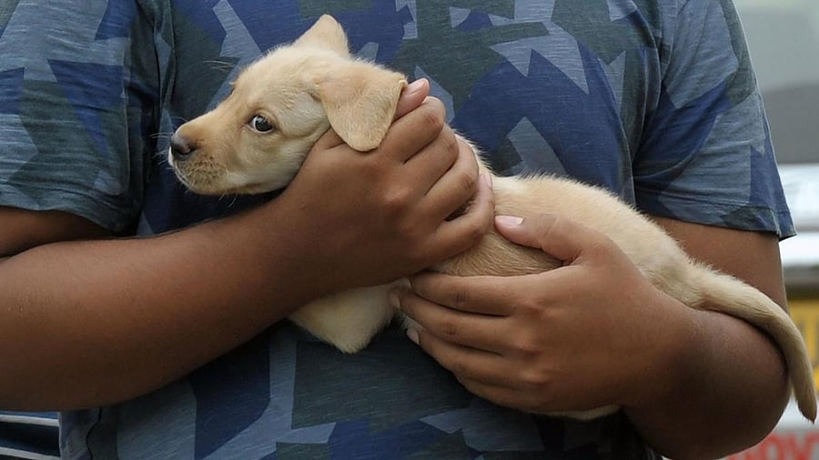 Representative image. Credit: AFP File Photo