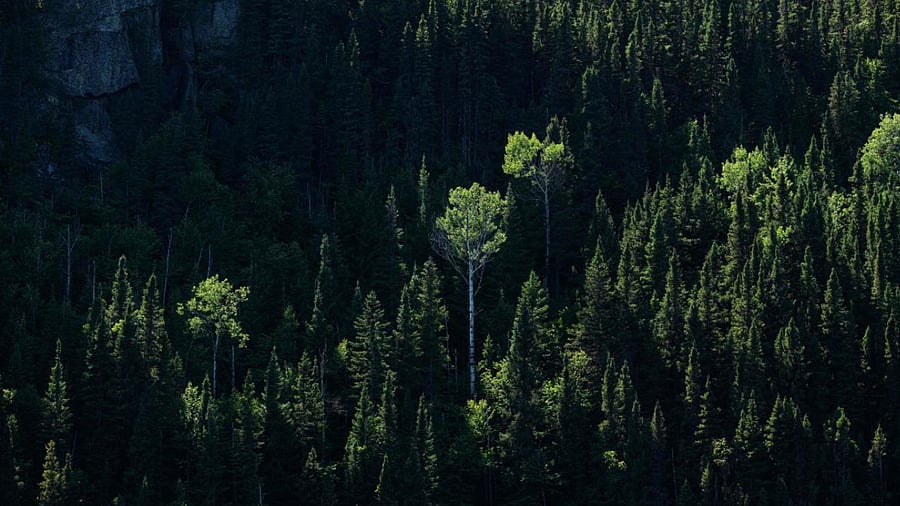A general view shows Trembling Aspen and Balsam Fir tree species of the Canadian boreal forest. Credit: AFP Photo