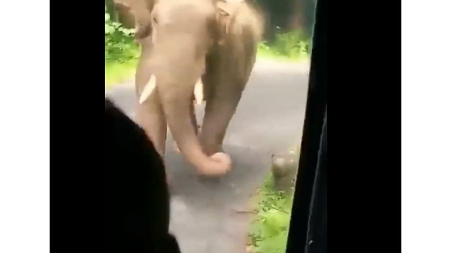 A screengrab from the video that went viral shows the elephant charging at the bus. Photo Credit: Youtube