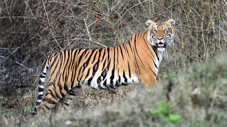 A tiger at Bandipur Tiger Reserve. Credit: DH Photo/R K Madhu