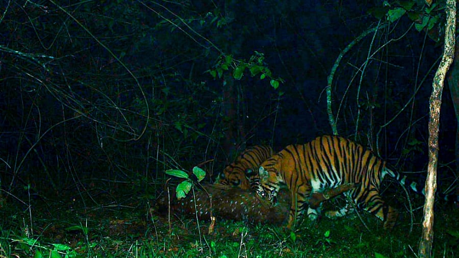 A camera trap image shows two of the three tiger cubs eating a deer. Credit: Special arrangement