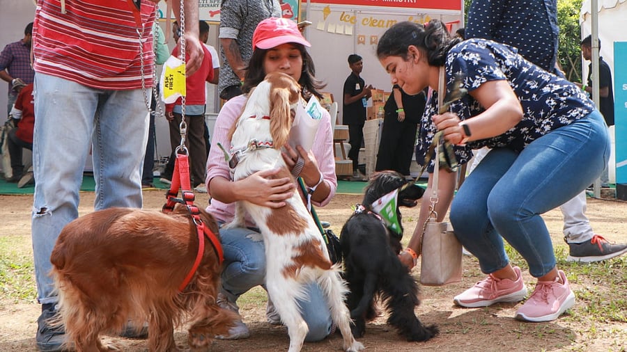 The carnival is on till Sunday. Credit: DH Photo