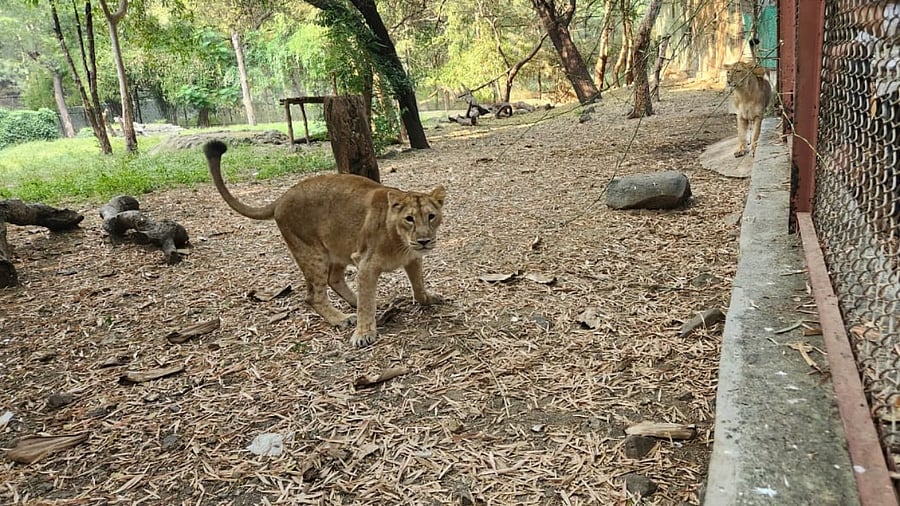 One of the lions brought to Mumbai. Credit: SGNP