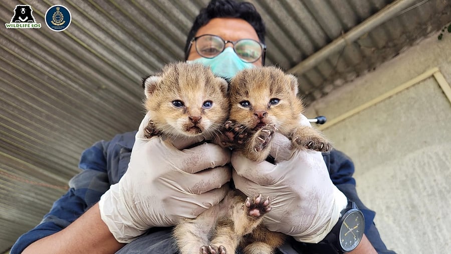 The cats were placed in a safe box and taken back to the field where the farmers found them. Credit: MFD/Wildlife SOS