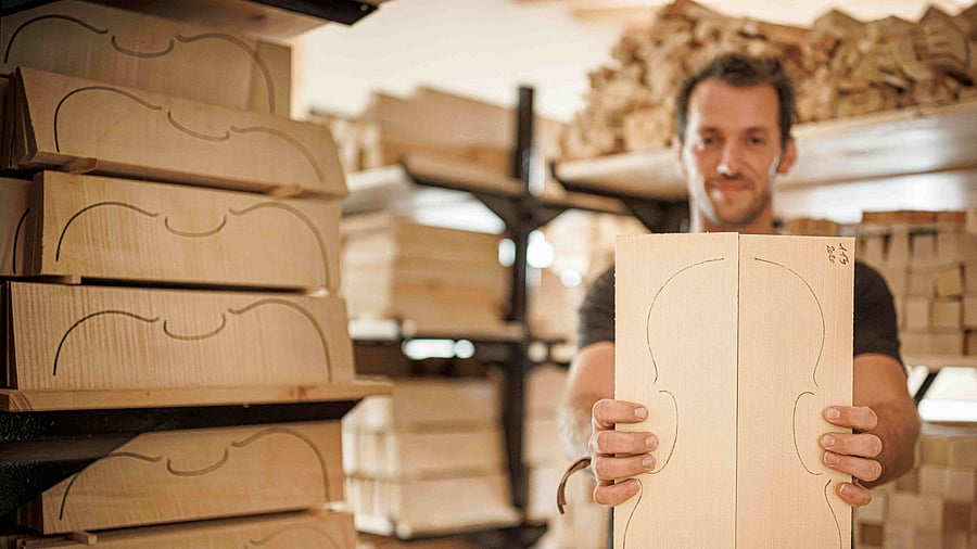 Their wood is perfect for crafting acoustic guitars, violins and other string instruments, making it sought after by luthiers around the world. Credit: AFP Photo