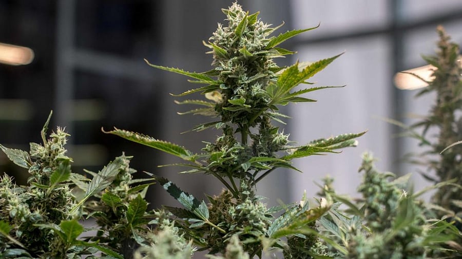 Cannabis plants are pictured at a dispensary in Bangkok. Credit: AFP Photo