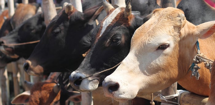 Representative Image. Credit: iStock Photo