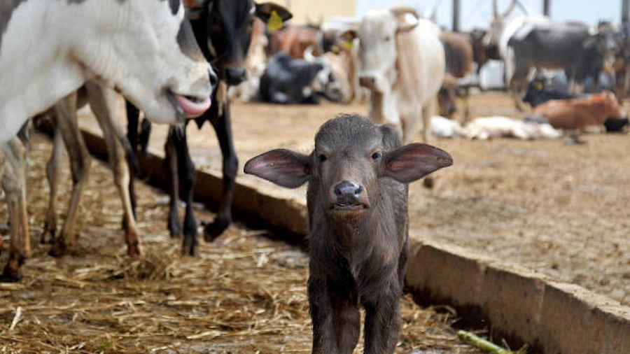 A private goshala, on an average, requires Rs 300 a cow per day for fodder, medicines and labour. Credit: DH Photo