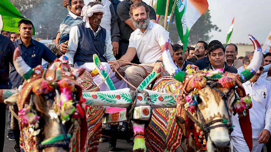 Congress leader Rahul Gandhi rides a bullock-cart during the party's Bharat Jodo Yatra in Bundi district of Rajasthan, Sunday, Dec. 11, 2022. Credit: PTI Photo
