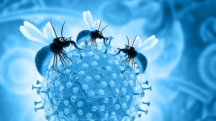 Zika infections cause symptoms similar to dengue, but on a much milder scale. Credit: iStock Photo