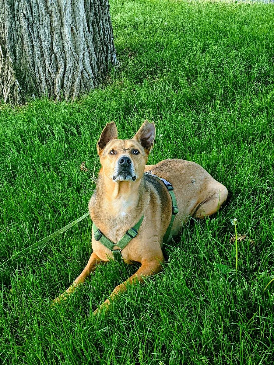Pippi busy watching a squirrel on a tree. pic by author