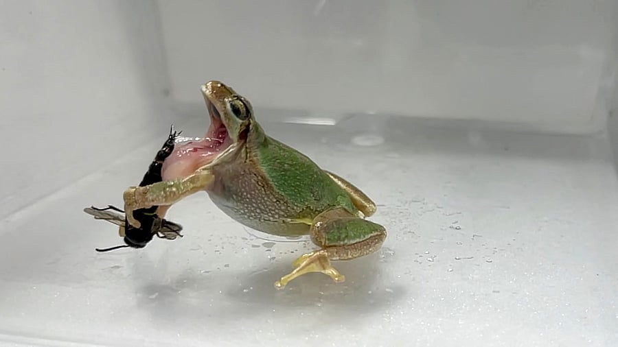 In this handout photograph taken in July 2022 and released by the Kobe University, a male mason wasp uses its genital spike to sting a frog trying to eat the wasp, at a lab in Kobe. Credit: Shinji SUGIURA / Kobe University / AFP