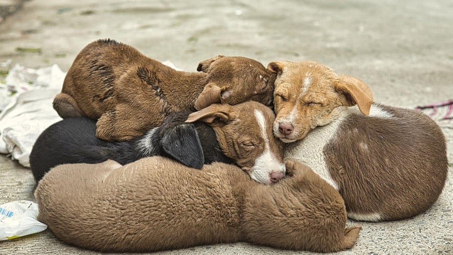 Representative image. Credit: iStock Photo
