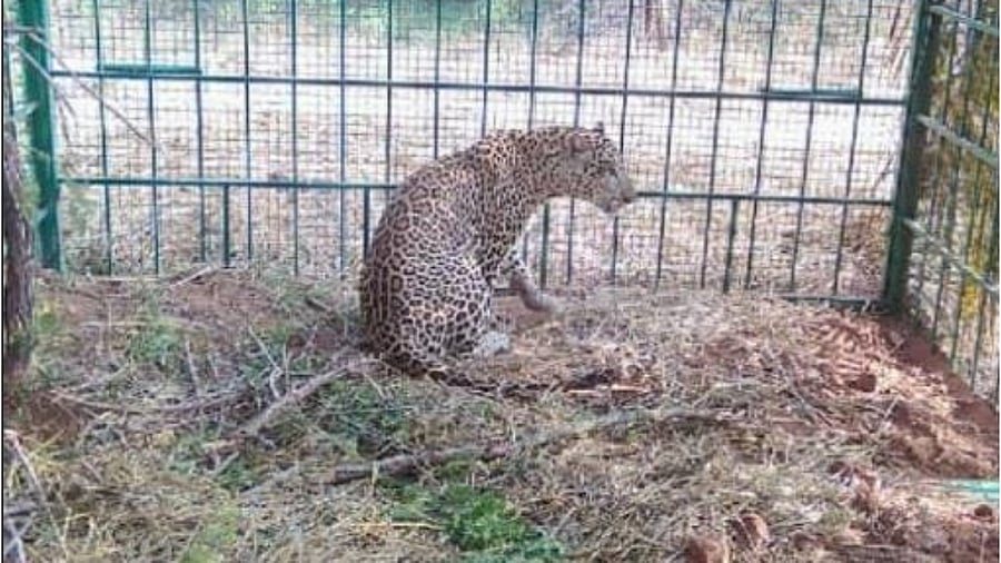 Elusive leopard trapped in a cage which resembled a cowshed at Mallikarjunaswamy hill at TNarsipura taluk of Mysuru district on Friday morning. Credit: Special Arrangement