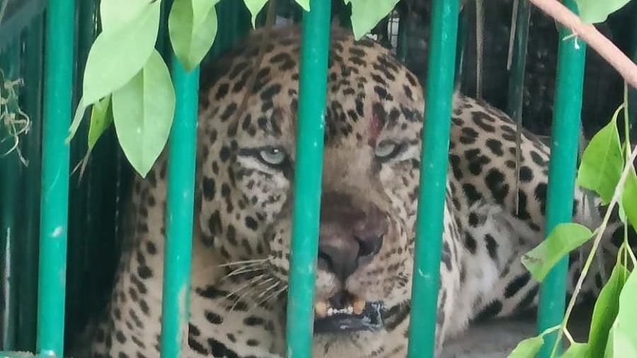 Credit: Special Arrangement