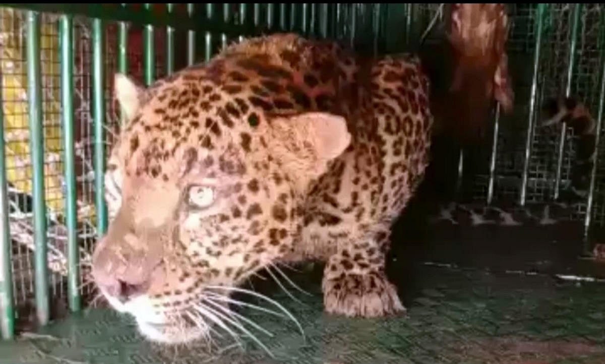 Karnataka: Suspected elusive leopard trapped in cage in KRS