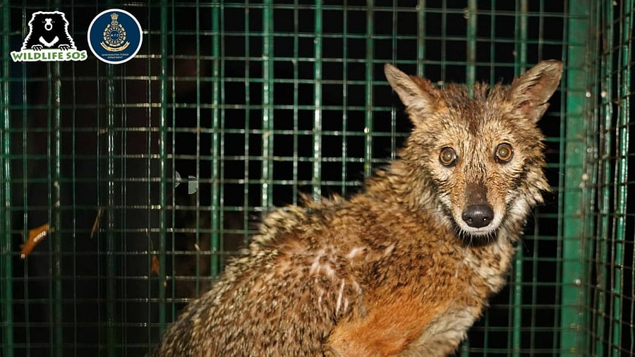 The distressed jackal had taken up shelter in a crevice inside the well. Credit: Wildlife SOS/Maharashtra Forest Department