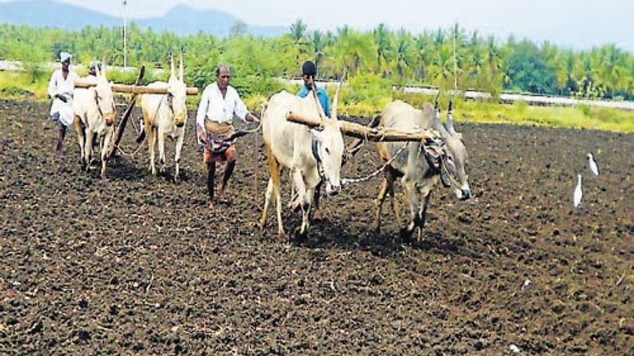 Representative image. Credit: DH Photo