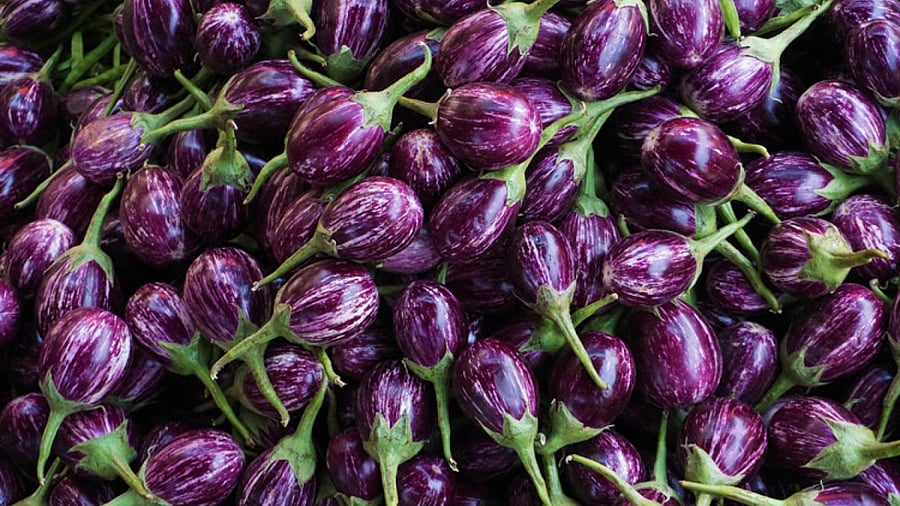 The company's seeds employ the technology developed by the National Institute for Plant Biotechnology which developed the Event 142 (Cry1Fa1 gene). Credit: DH Photo