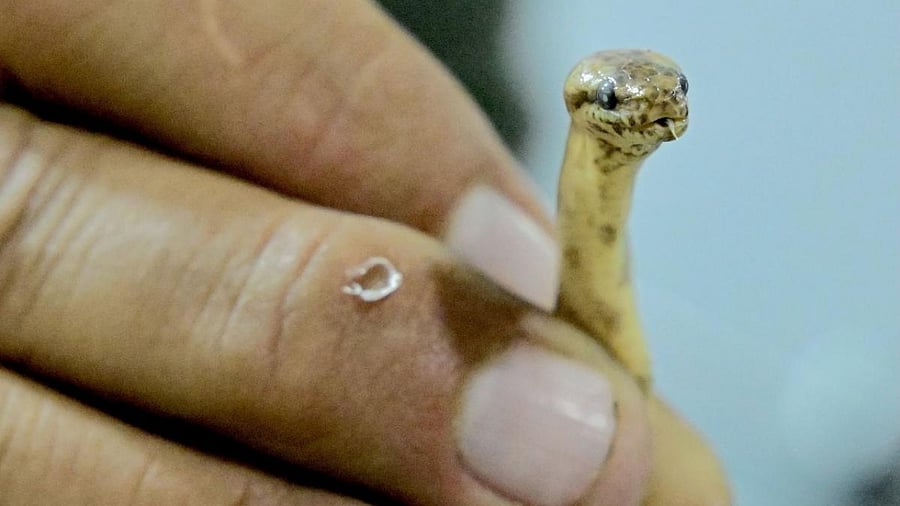 Representative image. Credit: AFP Photo