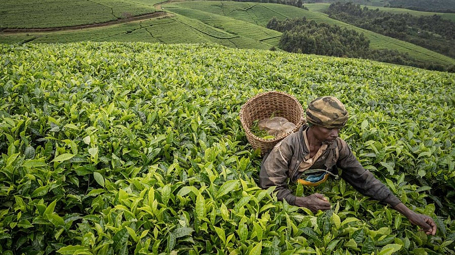 The UK and the USA were moderate buyers at 8.33 million kilograms and 10.42 million kilograms in the first 10 months of 2022. Credit: AFP Photo