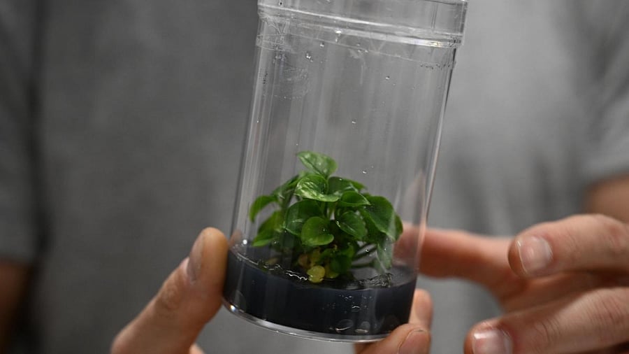Lionel Mora, of Neoplants, displays a live example of Neo P1, a houseplant bioengineered by his company to purify the air, during the Consumer Electronics Show (CES) in Las Vegas. Credit: AFP Photo