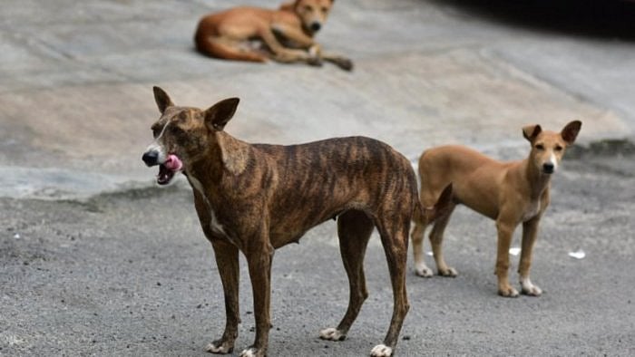 Woman mauled to death by stray dogs in Karnataka's Dharwad