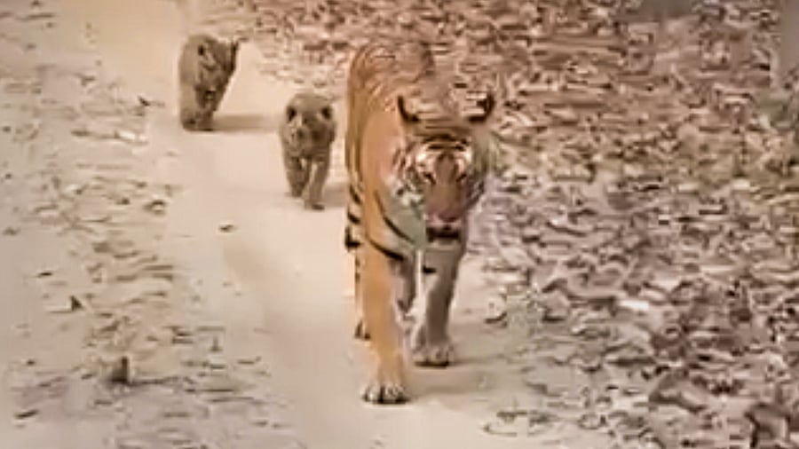 Tigress (T4) 'Patdev' with her four cubs in Madhya Pradesh’s Pench Tiger Reserve. Credit: PTI Photo
