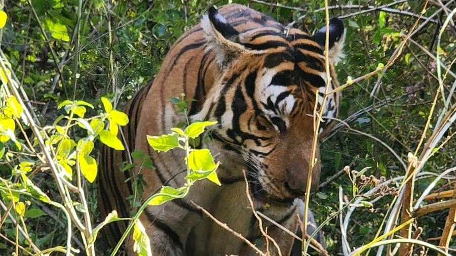 The tiger that was captured at Maldare in Kodagu on Tuesday. Credit: DH Photo