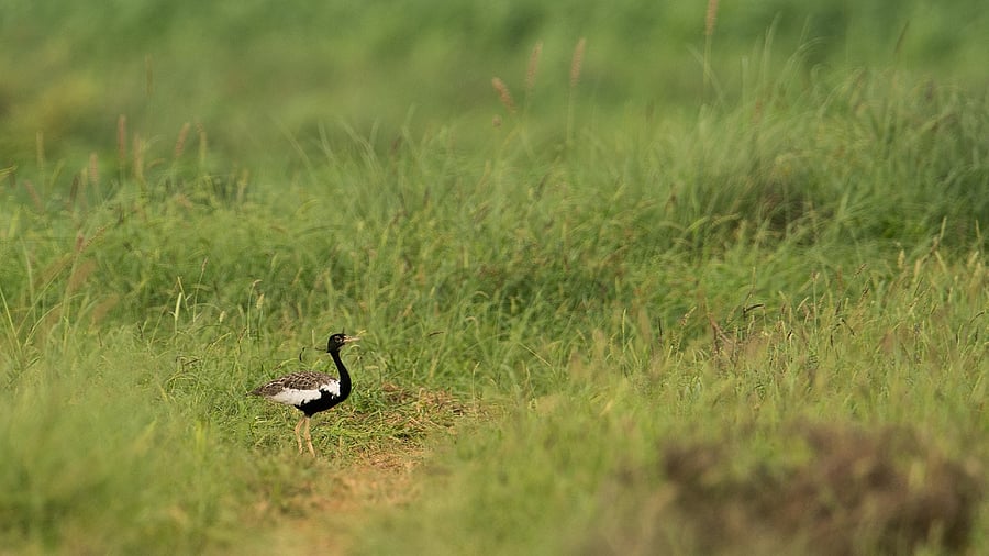 Lesser Florican. Representative Image. Credit: Wikimedia Commons