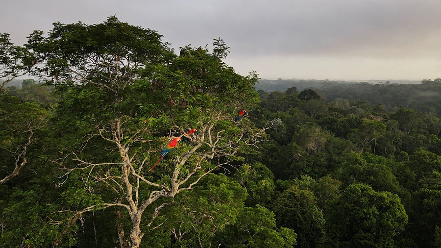 About 10 Ibama agents set out in pickup trucks on Thursday from their base in the municipality of Uruara, Pará, along with a dozen federal police, heading toward a cluster of points where satellite images showed loggers and ranchers recently at work clearing the forest illegally. Credit: Reuters Photo