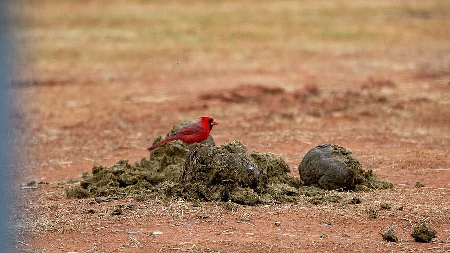 Representative image. Credit: Pixabay Photo