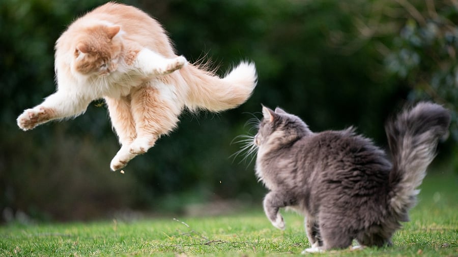 This study is the first to apply a scientific approach to cat behaviours anybody can identify. Credit: iStock Photo