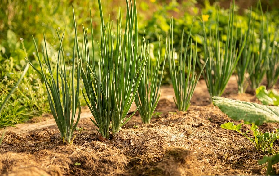 Onions can be planted during both wet and dry seasons.