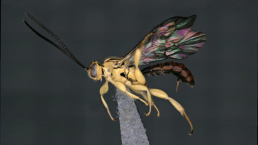 Soliga ecarinata/Credit: ATREE