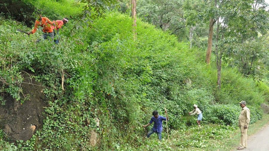 Official sources said the frontline staff in Biligiri Ranganathaswamy Temple (BRT) Tiger Reserve have not been paid since August 2022. Credit: DH Photo